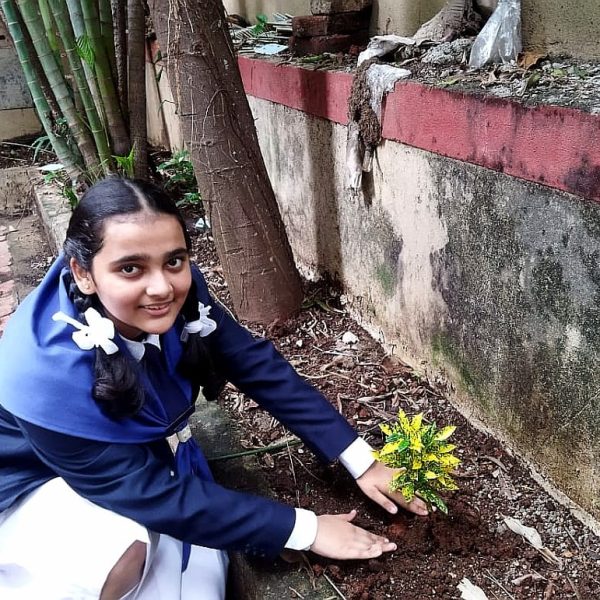 Tree Plantation