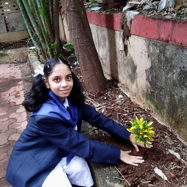 Tree Plantation